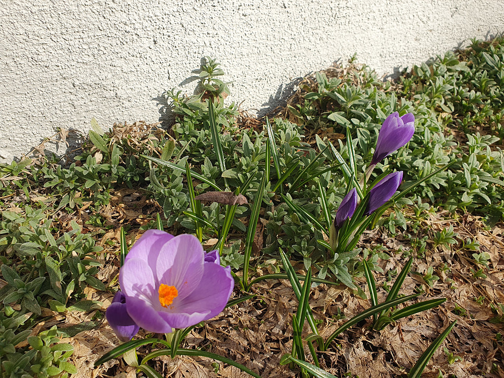 Krokusen blomstrer i hagen i Myrvegen