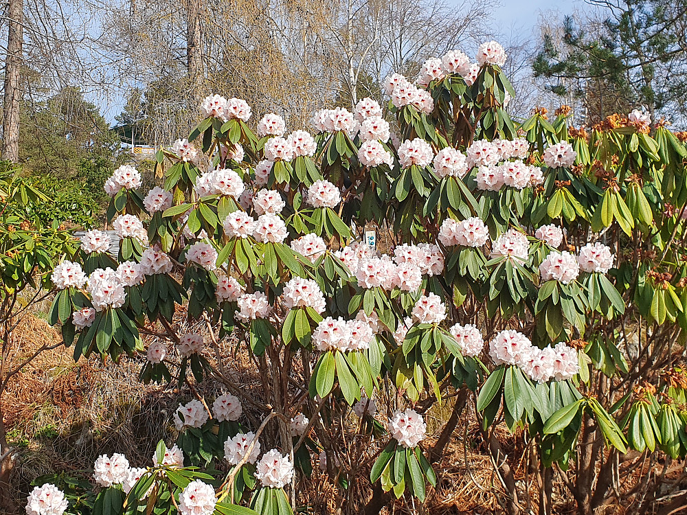 Tidlig Rhododendron i Reknesparken