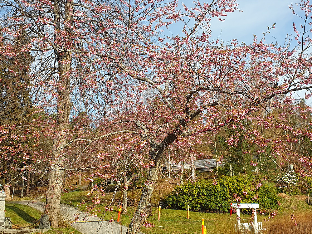 Kirsebærtrærne i full blomst i Reknesparken 