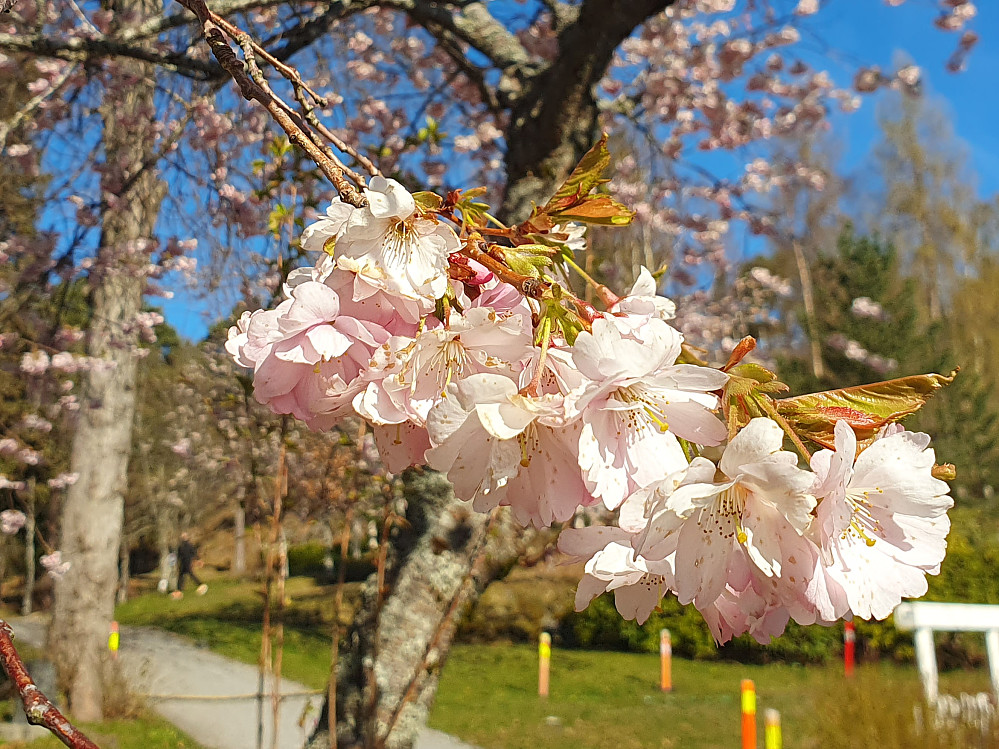 Kirsebærtre-blomstring