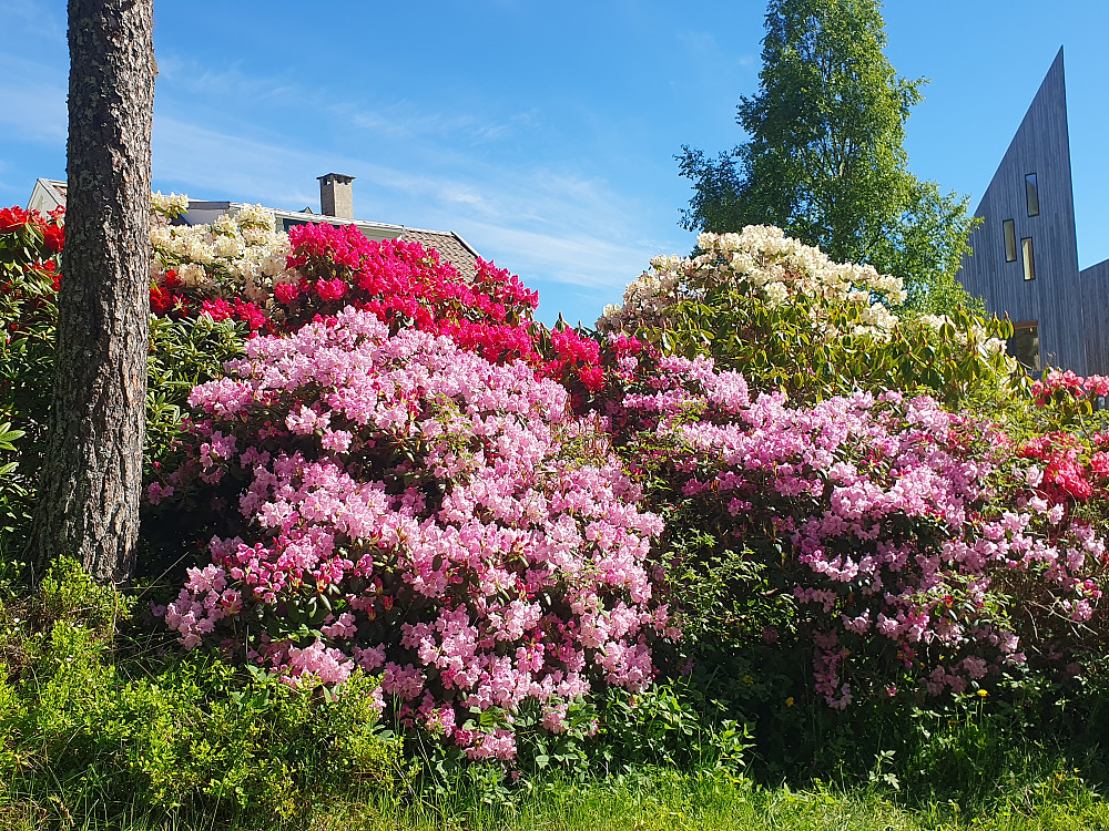Rhododendron-prakt i bygata på Romsdalsmuseet