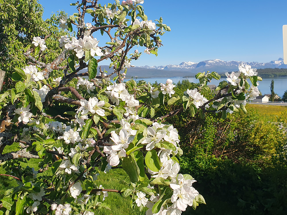 Nydelig blomstring på epletrærne i hagen nå 