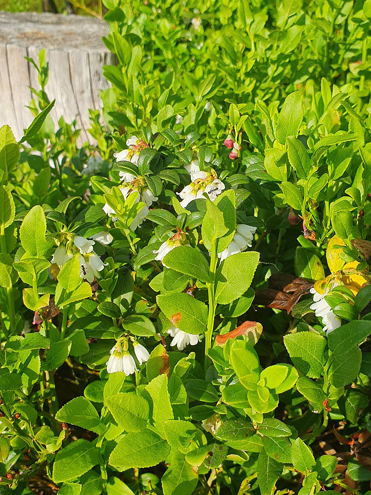 Tyttebærblomst