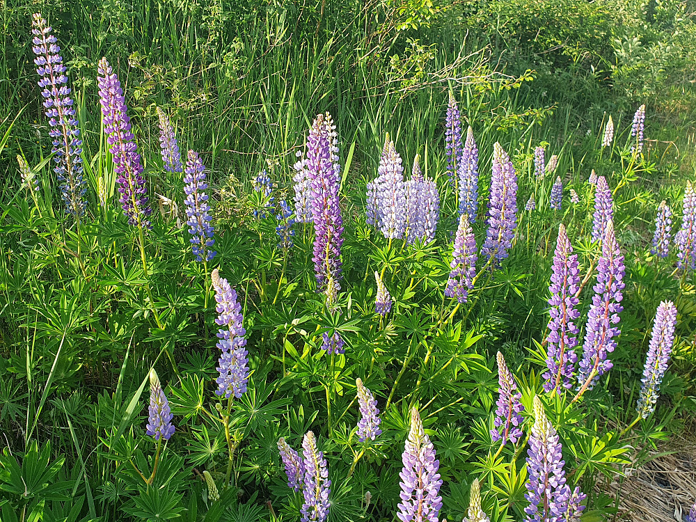 Den forhatte lupinen