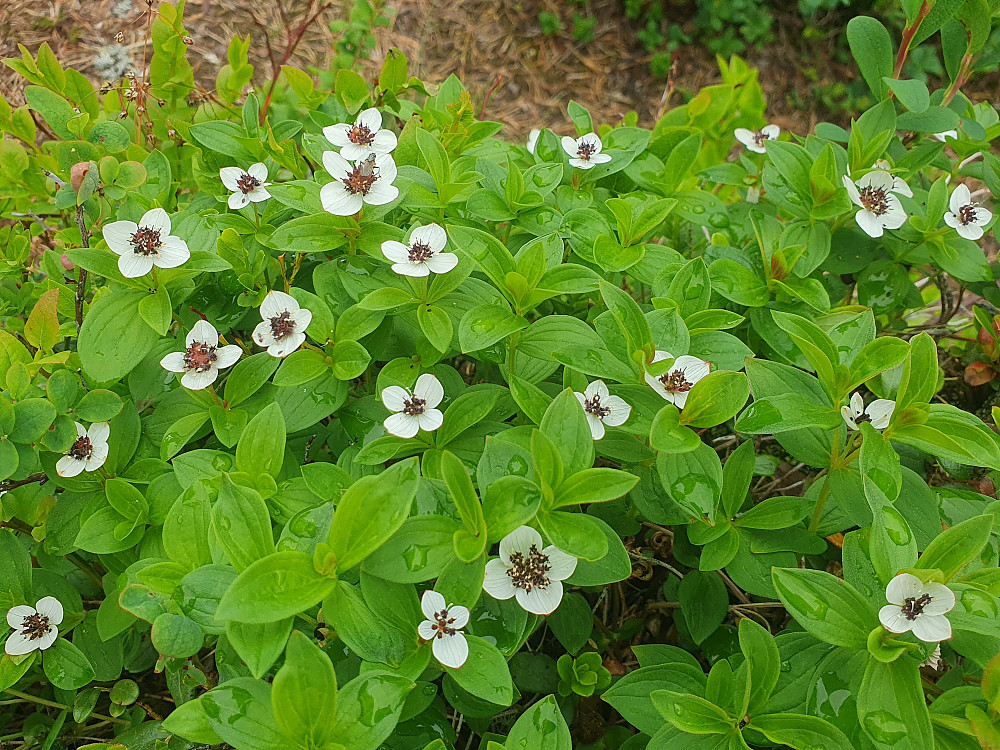 Skrubbærblomst