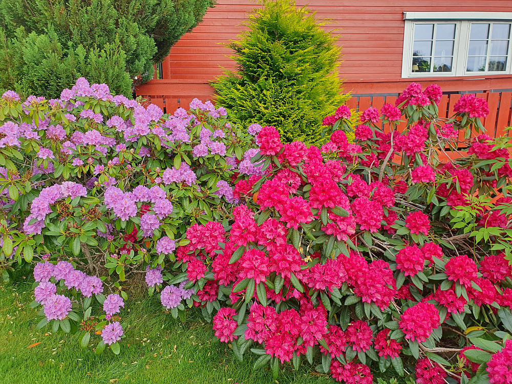 Fin Rhododendronen nå