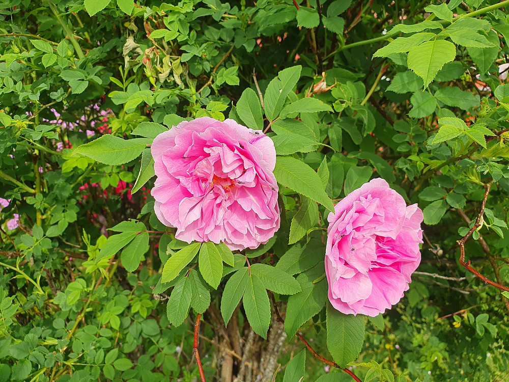 Rose