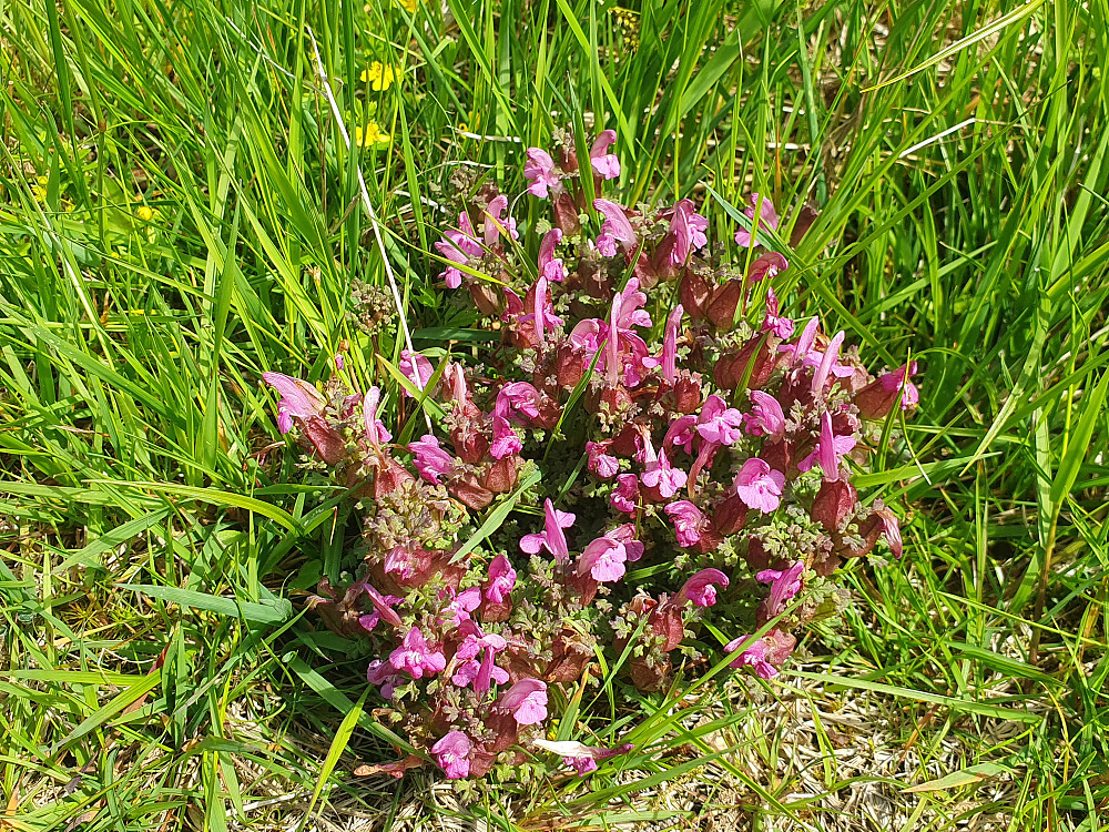 Kystmyrklegg