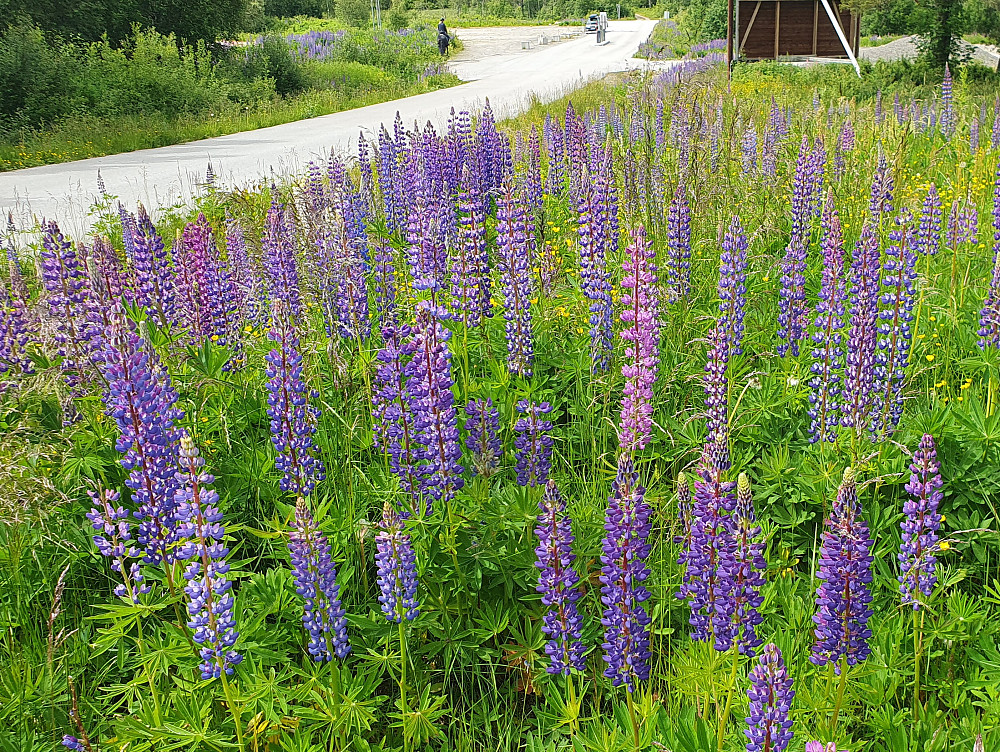 Masse god Lupinlukt på Skaret og i Kordalen nå. Lupinen som er på rødlista..