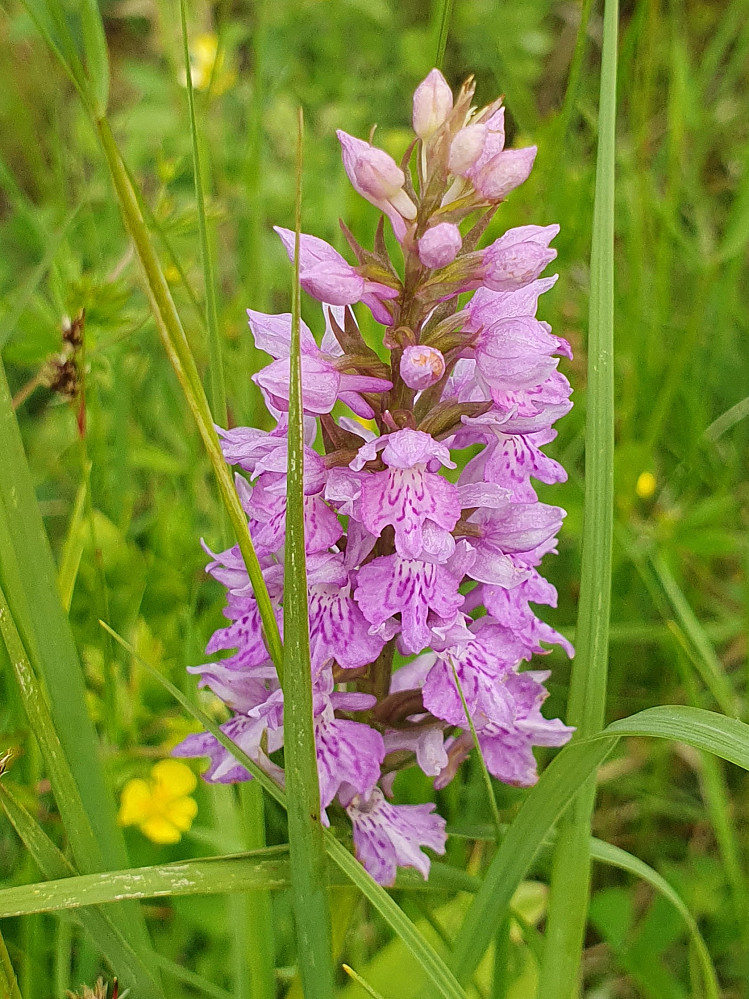Mye blomster i Marihandslekten nå. Dette ser ut til å være en Kongsmarihand.