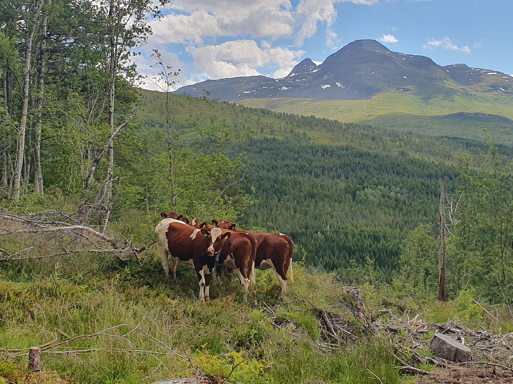 Ytre og indre Sula bak