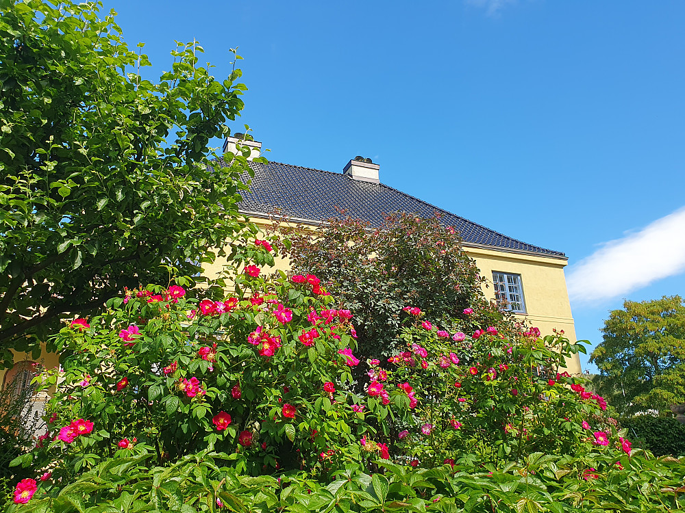 Roseblomstring v/Chateauet