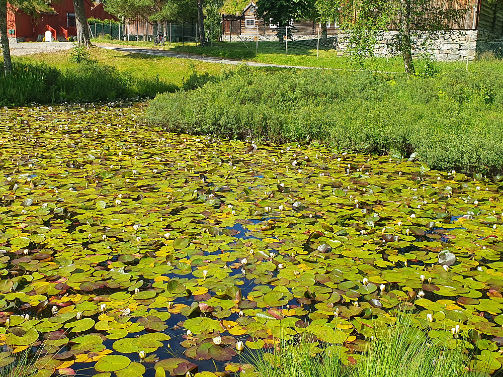 Vannliljer på Romsdalsmuseet