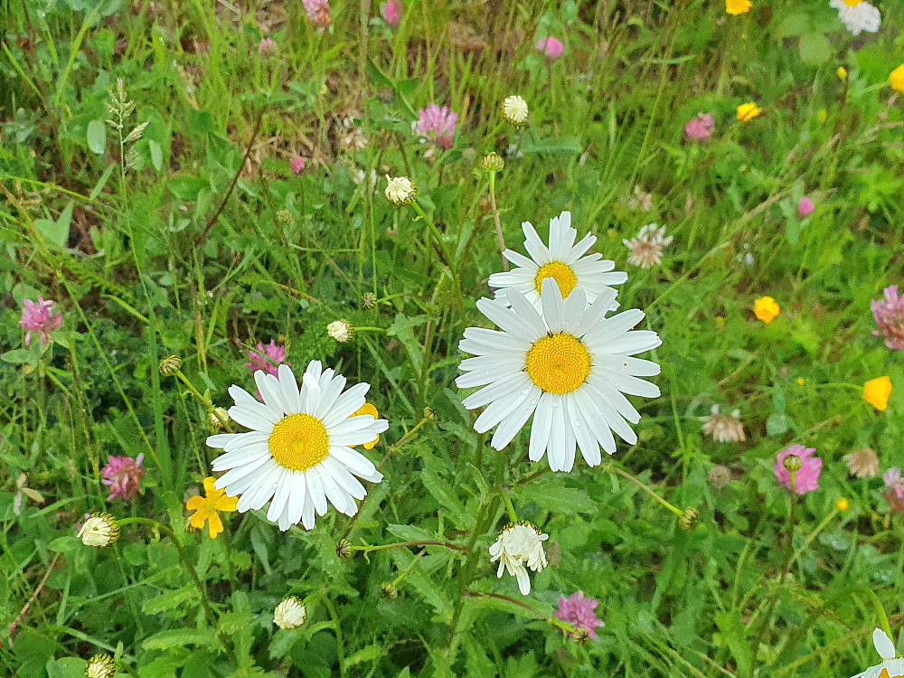 Blomstereng