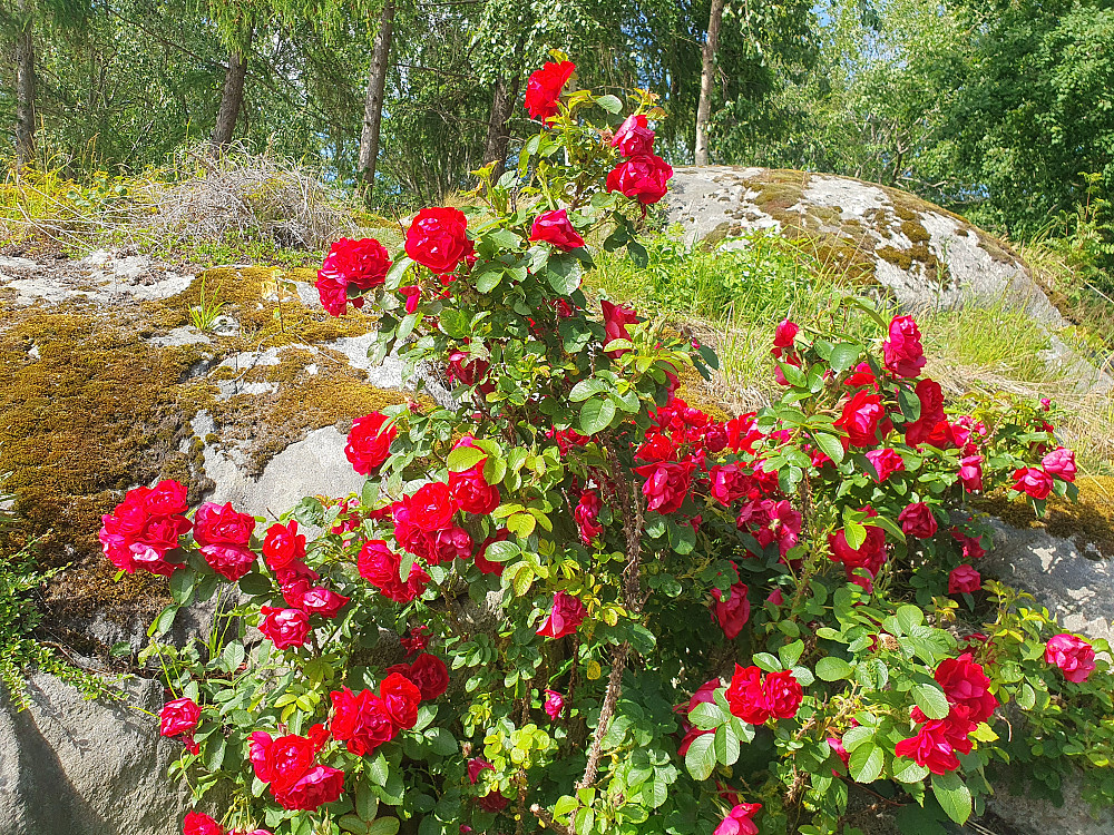Fine roser utenfor hos Arne 
