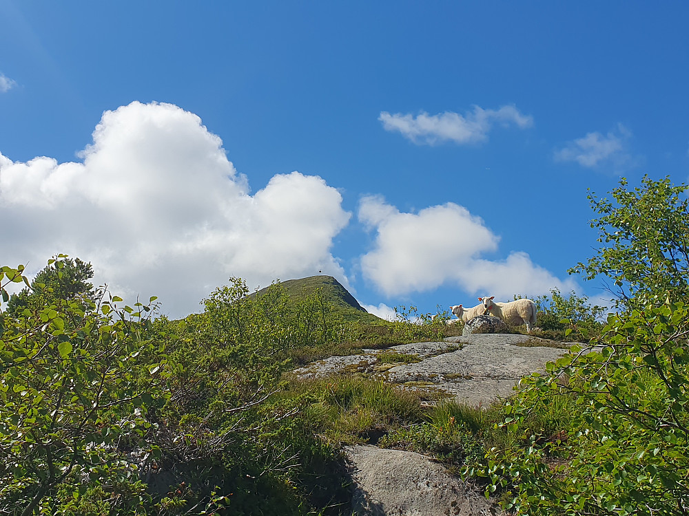 Mye sau oppover ryggen mot Urfjellet 