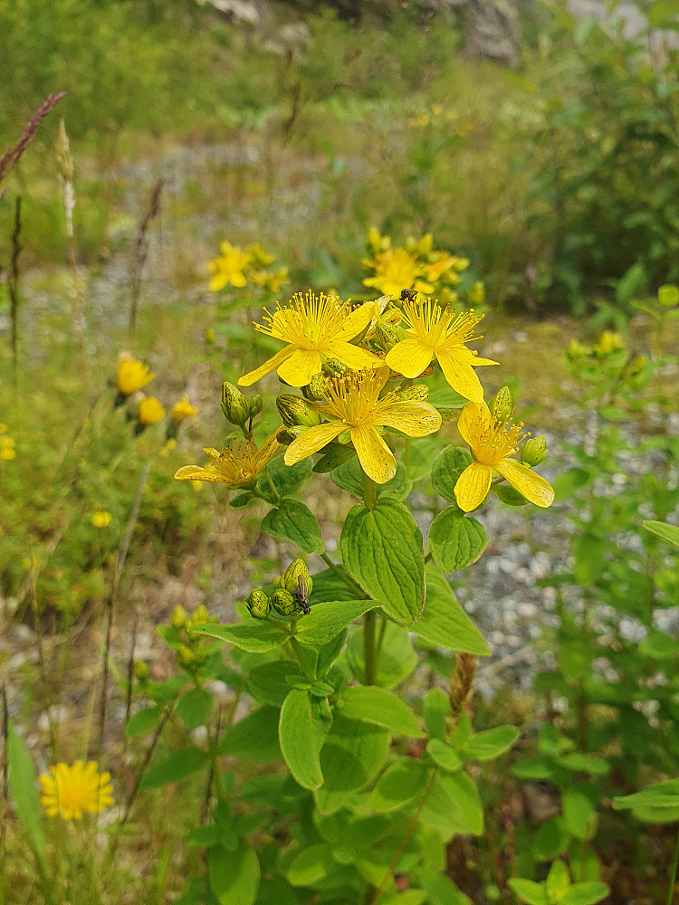 Firkantperikum 