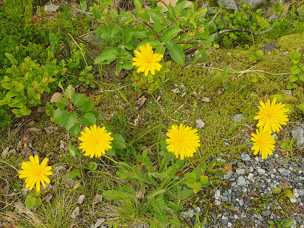 Kystgrisøre 