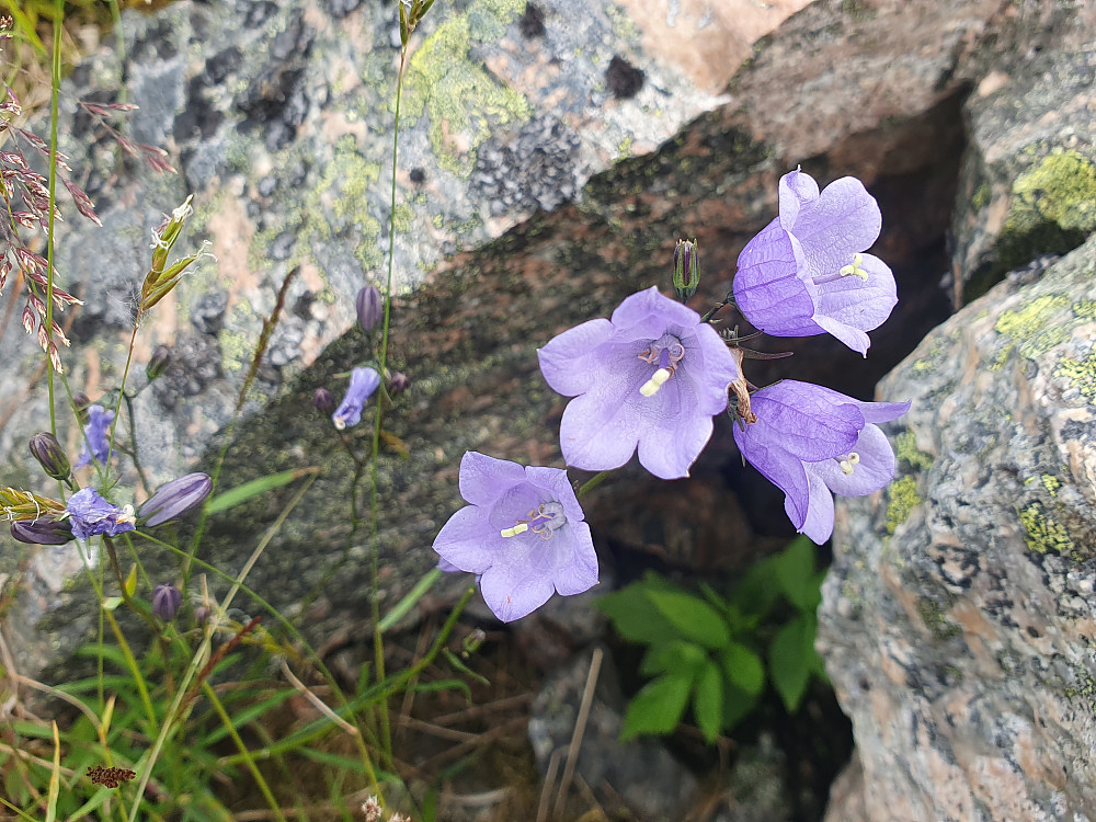 Blåklokke 
