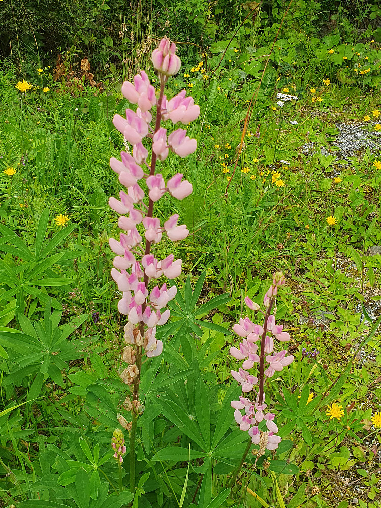 Tre nyanser av lupinen 
