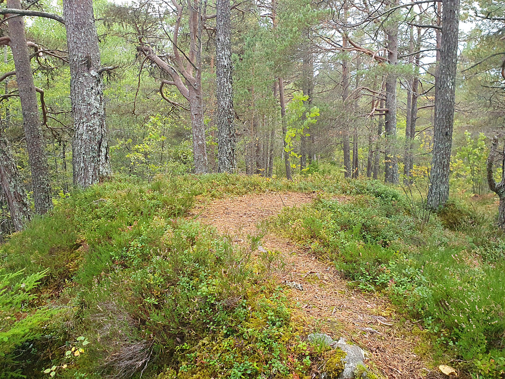 13: Hatlelihaugen 