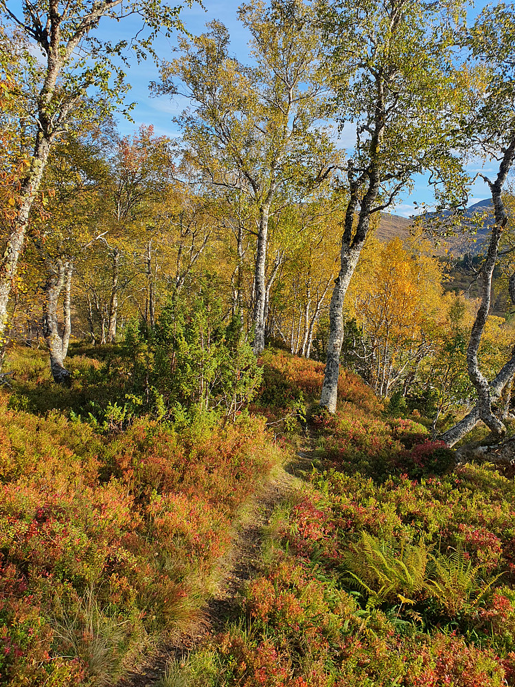 Fint tilbake i småskogen 