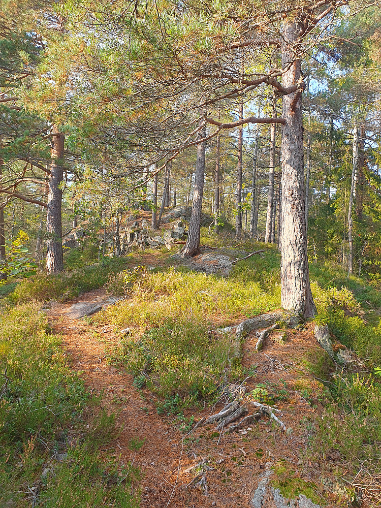 Mellom Åskollen og Nordbykollen 