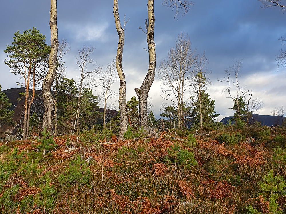 Årøhaugen 
