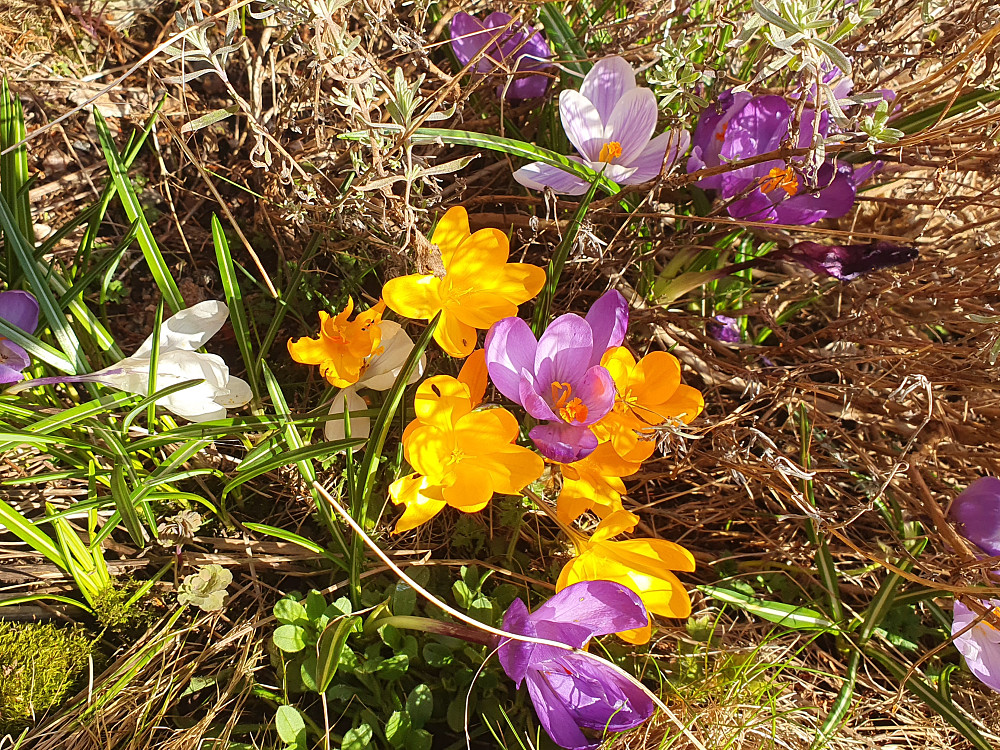 Fine tidligblomster i hagen nå