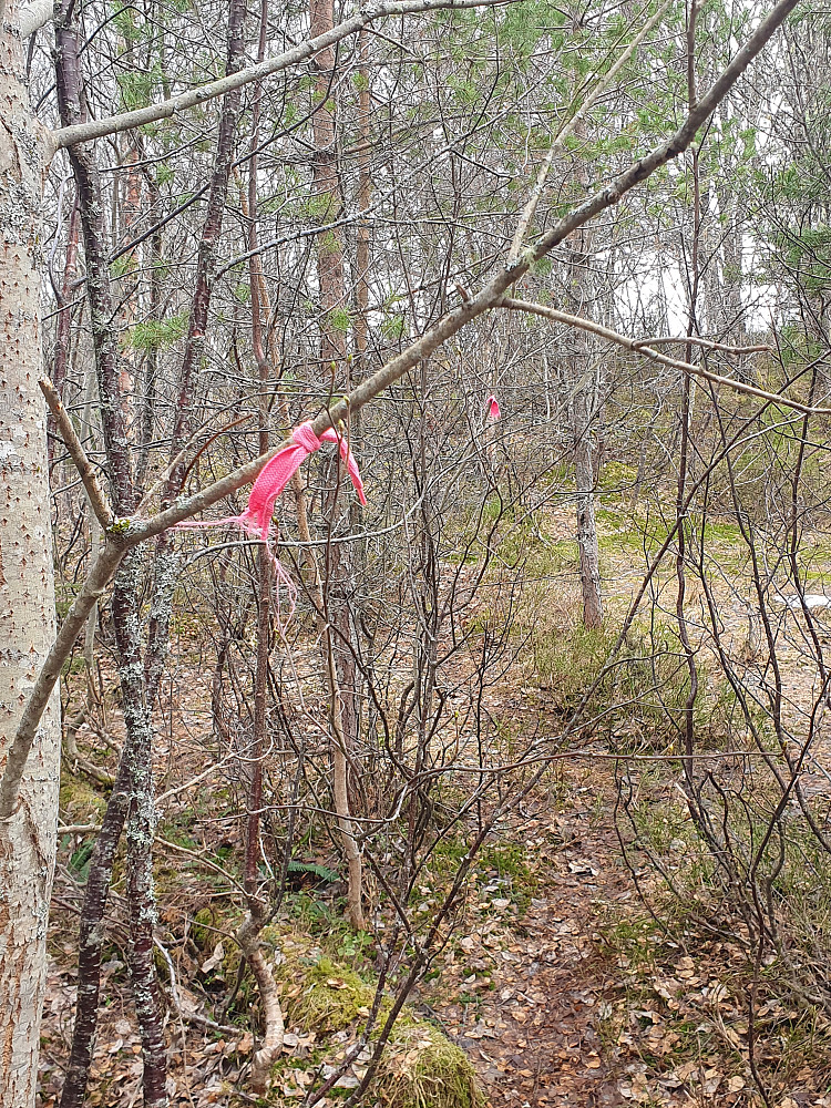 Rosa merking opp til Moldegårdshaugen :-) 