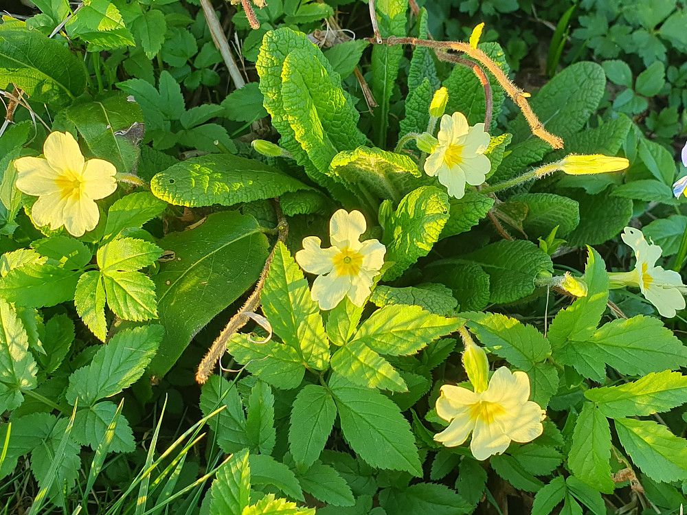 Kusymre (Gulveis) 