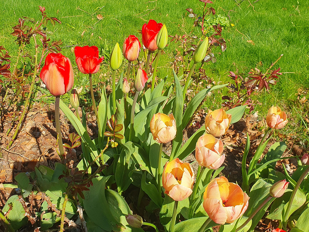 Tulipanene blomstrer i Molde 