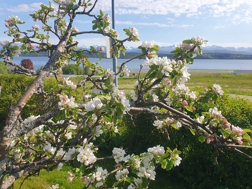 Fruktblomstring i hagen