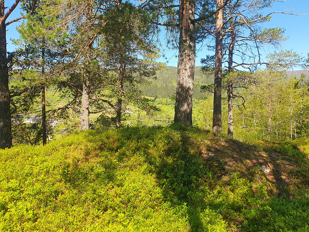 ..men litt lenger vest (skogtopp)