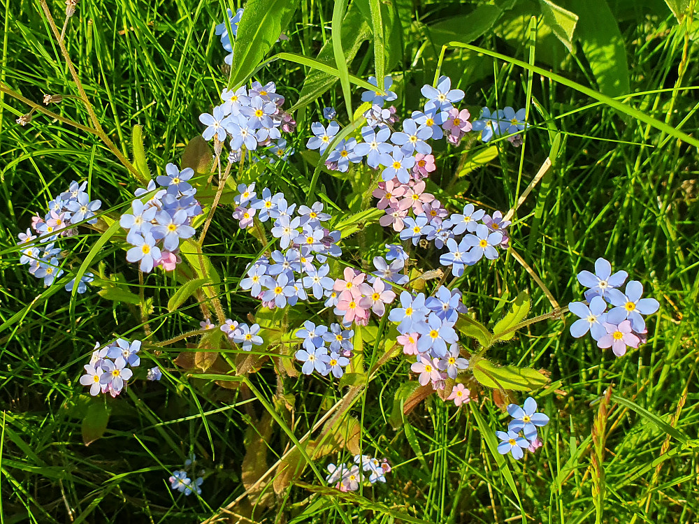 Forglemmegei