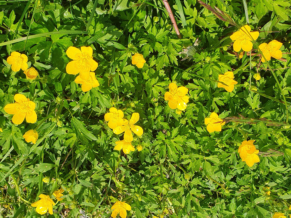 Smørblomst (Engsoleie) 