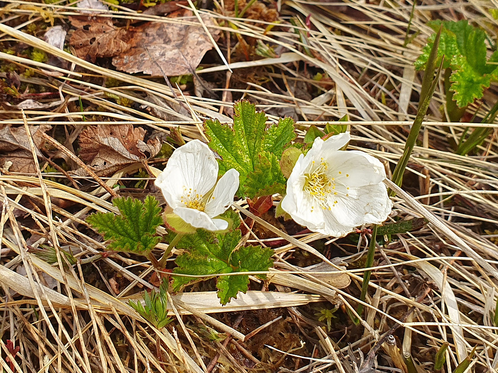 Molteblomst 