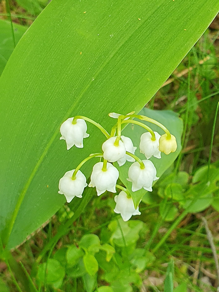 Liljekonval