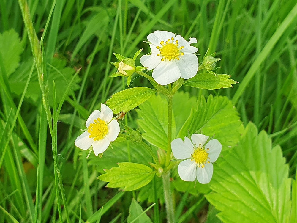 Jordbærblomster