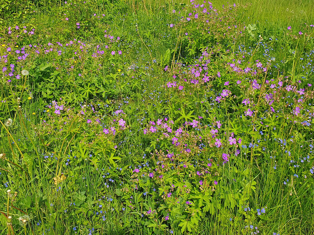 Blomstereng 