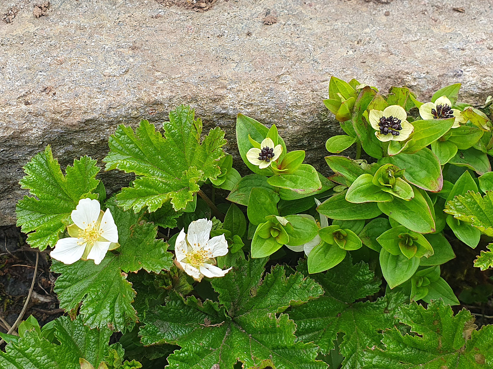 Molte og Skrubbærblomst 