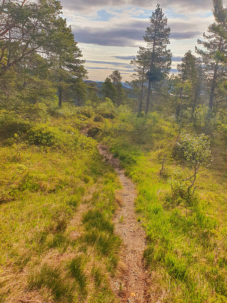 Fin sti opp fra Damefallet 