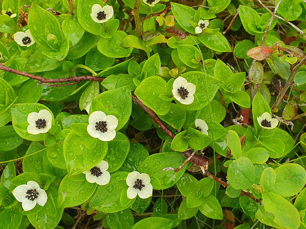 Skrubbærblomst på toppen av Hausen 