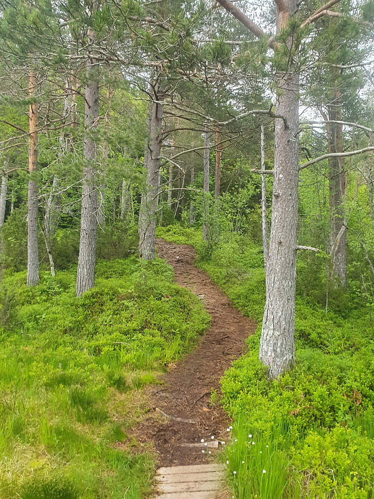 Furuskog har tatt over for granskogen