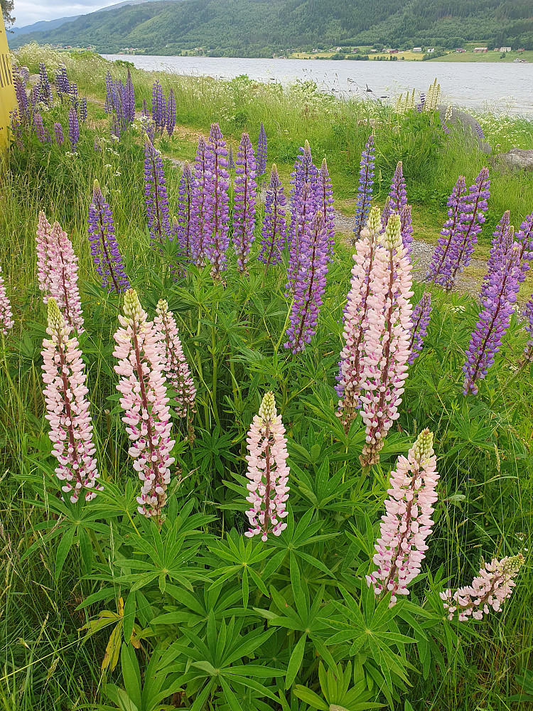 Lupintid 