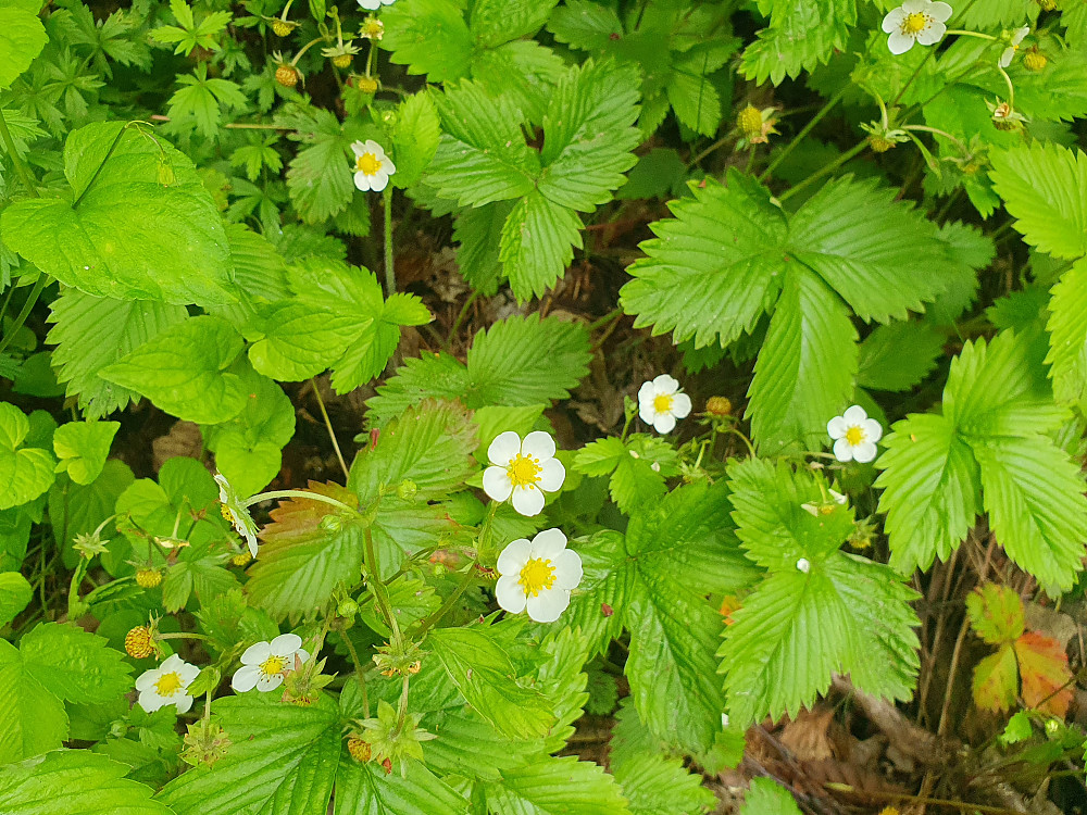 Villjordbærblomst 