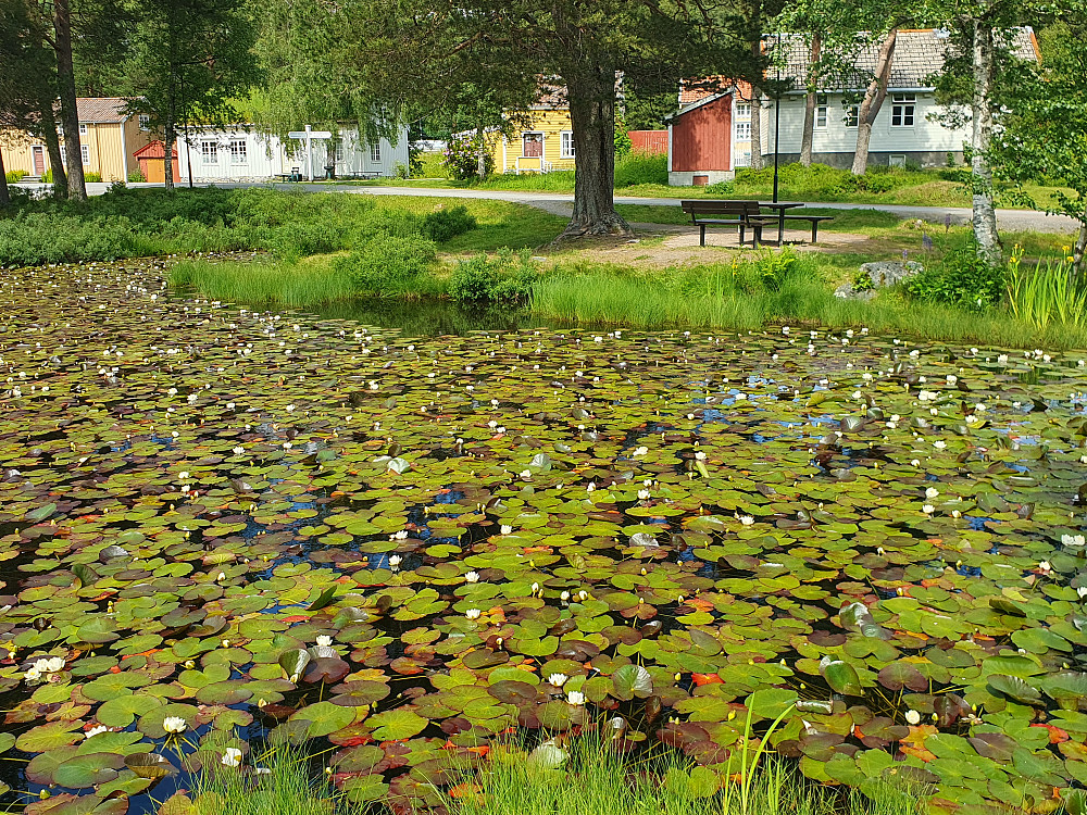 Vannliljer (Hvit nøkkerose) 