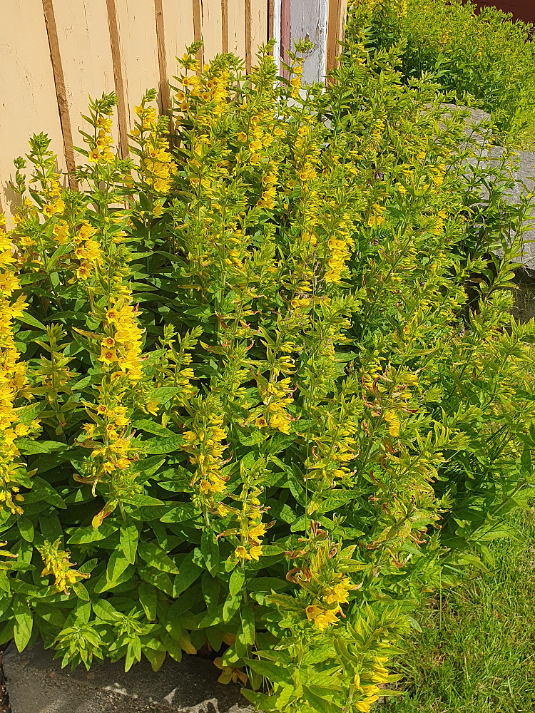 Fagerfredløs blomstrer på Romsdalsmuseet 
