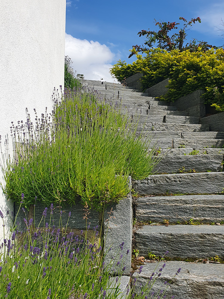 Lavendel ved kirken 