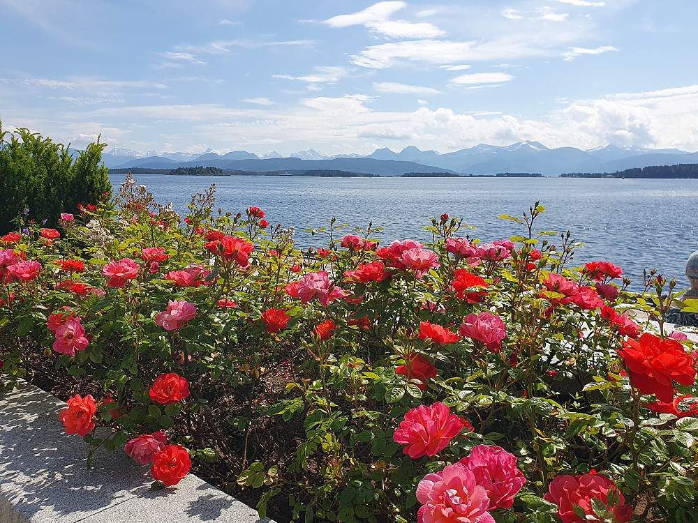 Rosesesongen er i gang 